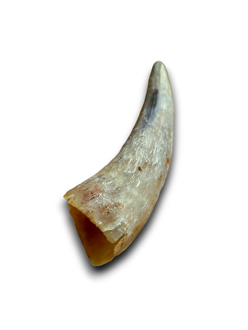 Cow Horn